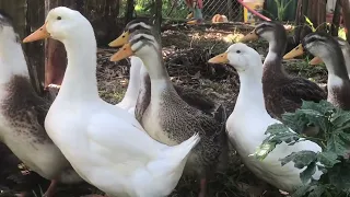 365 days of relaxation- black duck and white duck - nature