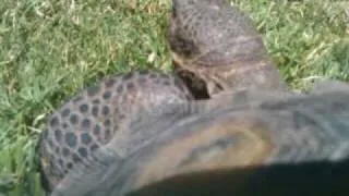 Tortoise Cam  (A view of the world from a tortoise's perspective.)