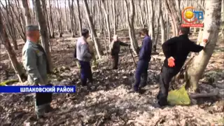 Лесники и ОМОН ловят сборщиков краснокнижной черемши