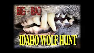 BIG BAD , BLACK IDAHO WOLF HUNT: 2019