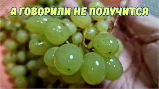 Возможен ли изюм из кишмиша Цимус ?