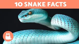 10 SNAKE FACTS You DID NOT Know 🐍 Fun Snake Facts