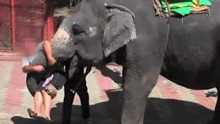 Footage shows cruel training methods used to 'break' elephants