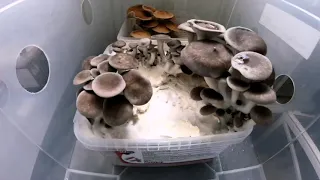 Clean Fungi's Black Pearl king oysters flush timelapse