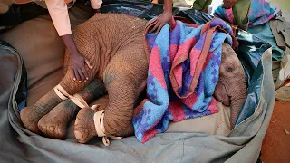 Rescue of Orphaned Elephant Taroha | Sheldrick Trust