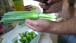 growing green onions from the grocery store