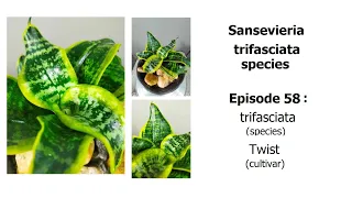 Sansevieria trifasciata Twist or Twister Tsunami - trifasciata Episode 58