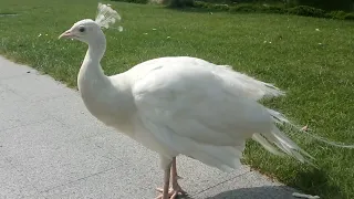 В царстве белых павлинов./ In the kingdom of white peacocks.