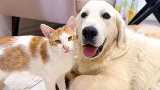 Cat and Dogs are Best Friends [Cutest Video Ever]