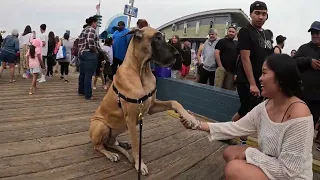 Cash 2.0 Great Dane meeting new people in Santa Monica 117