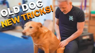 Senior Dog NEEDS Chiropractic Tune Up from The Animal Cracker!