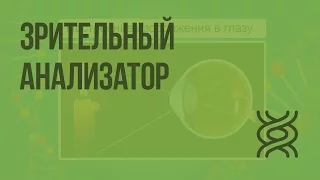 Зрительный анализатор. Видеоурок по биологии 8 класс