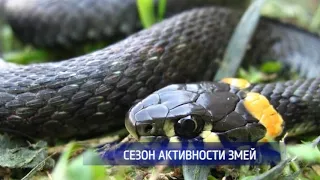 С приходом тепла в Оренбуржье активизировались змеи