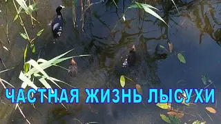 Частная жизнь лысухи.