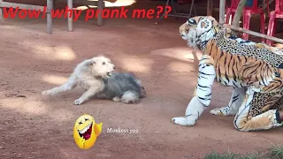 Wow! Funny tiger prank dog | why you prank me sleeping has ha