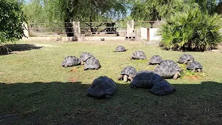 The Tortoise Life 🐢. Galapagos tortoises. 5-11-22