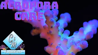 Acropora coral care and tips