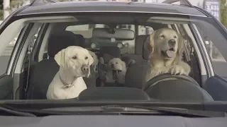 Funny Commercial Dog Road Trip Convenience Store Subaru