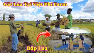 Linh Philip || Gặt Thử Lúa Và Những Điều Vô Cùng Bất Ngờ Trong Vụ Đầu Tiên