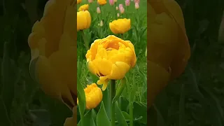 Желтые тюльпаны 💛