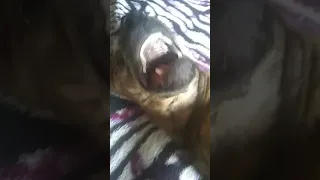 mi perrita baila la canción de ruv / FNF 🤣😂