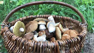 ДОЖДАЛИСЬ!!!Белые грибы полезли после дождиков. Сбор грибов в Беларуси 2021 30 августа