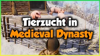 TIERZUCHT in MEDIEVAL DYNASTY 🌱 GUIDE