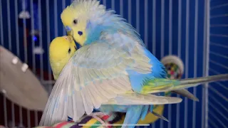 Budgies Mating