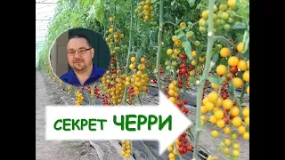 Как вырастить томаты черри? Секреты возделывания.