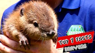 7 Amazing Beaver Facts! 🦫