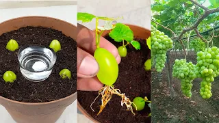 Very Easy Techniques to Grow Grapes Plants From Grapes Fruit Using Natural Onion & Hormone Teblet !!