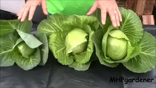 Hydroponic Cabbage - Yes You Can !