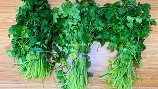 Cómo Conservar el Cilantro Fresco por Mucho Tiempo