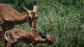 MOTHER IMPALA FAIL PROTECT HER NEWBORN FROM BABOON HUNTING |  POOR BABY IMPALA HD