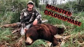 400+ lb COLORPHASE "I CAN'T BELIEVE THAT JUST HAPPENED!" Manitoba BEAST Black Bear
