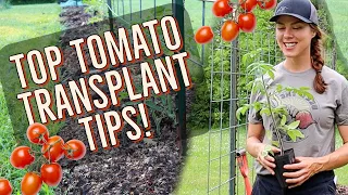 Transplanting Tomatoes to the Garden: MY TOP 7 TIPS! 🍅
