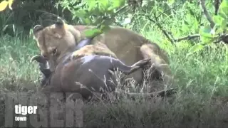 tigers kil to wild boar HD