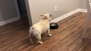 Angry French Bulldog on Diet Throws Tantrums for Not Getting Food - 1065754