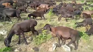 Гиссарский овцы и ягняты на летном пастбище К/Х Нурзода