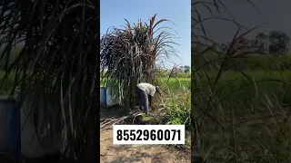 Australia red Napier grass