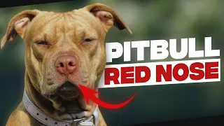 Red Nose Pitbull | Thing You Need To Know Before Getting One