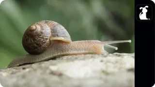 AWOLNATION - Sail Parody - ASHELLNATION - Snail Petody