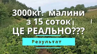 Скільки можна зібрати малини з 15 соток. Джоан Джей, Поляна, Хімбо Топ. Бізнес на малині.