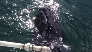 Humpback Whale Scratches On Boat