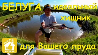 🐟 Белуга 🐟  идеальный хищник для Вашего водоема