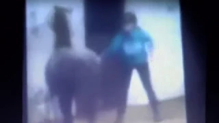 Woman Thinks She Is A Trainer & Horse Shows Her She Is An Abusive Bully