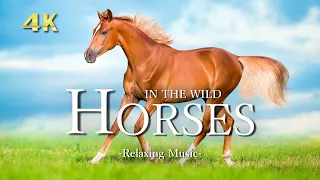 【Wildlife 4K 】- Beautiful horses running in the meadow, Relaxation Film With Calming Piano Music