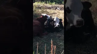 Sleepy Cows Cuddling & Chewin’ Cud 🤣