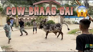 Dangerous Cow Qurbani | Bakra eid 2023