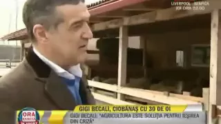 Vezi primul episod din serialul Gigi Becali si oile sale     Sport ro    Video